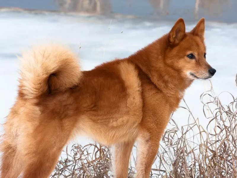 Finnish Spitz