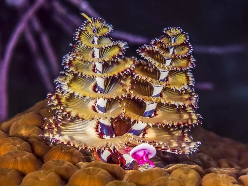 Christmas Tree Worm