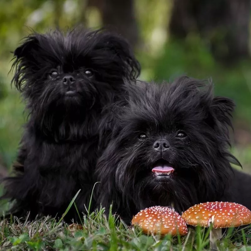 Affenpinscher