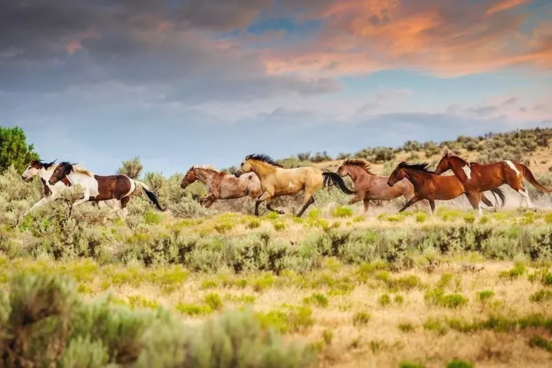 wild horses