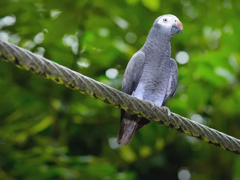 Timneh African Grey