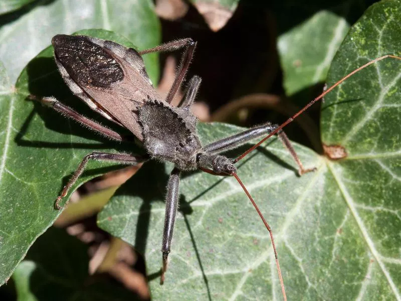 Wheel Bugs