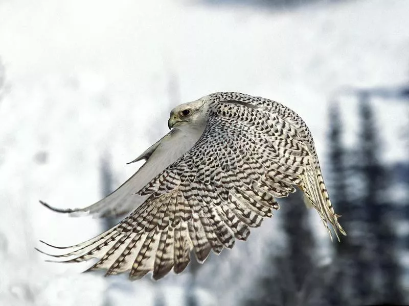 Gyrfalcon