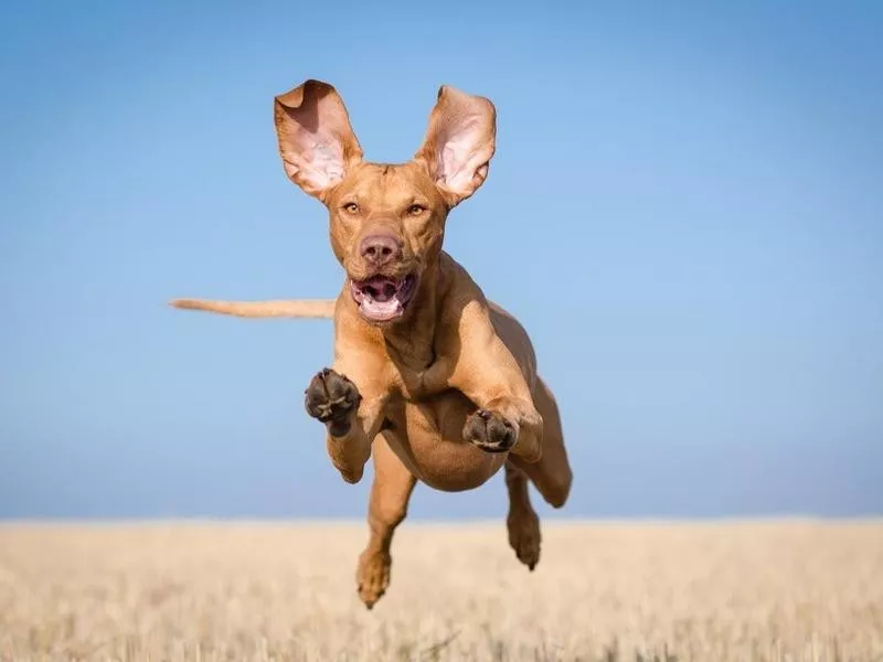 Red-coated short haired vizsla