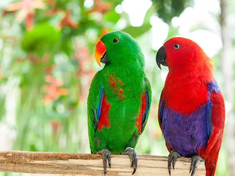 Blue Solomon Island Eclectus