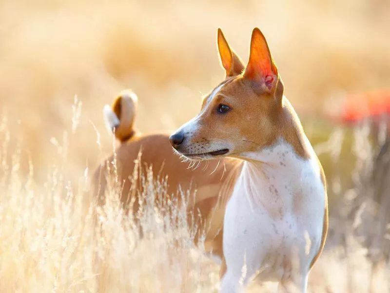 basenji