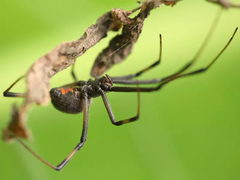 Brown Button Spider