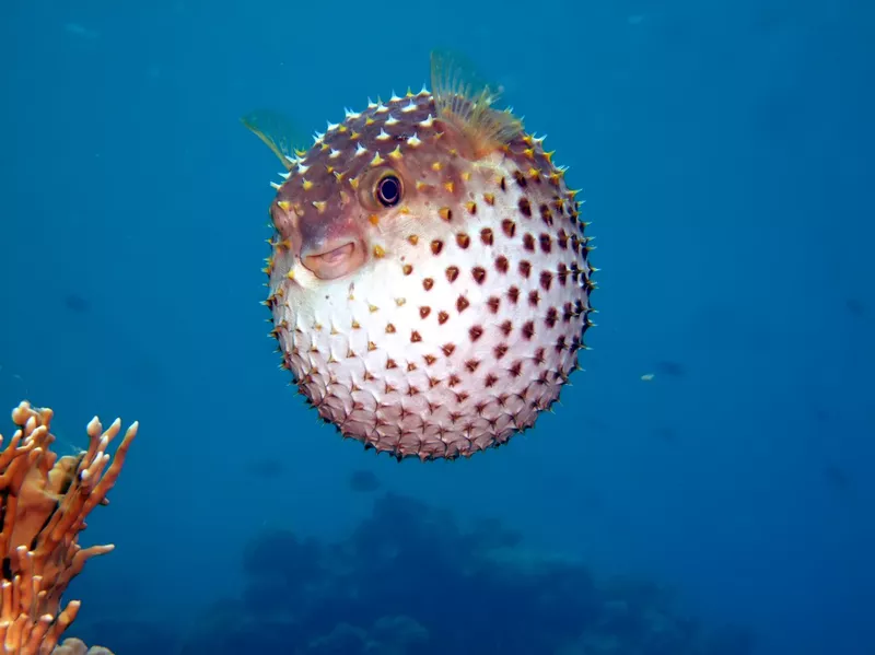 Yellow-spotted pufferfish