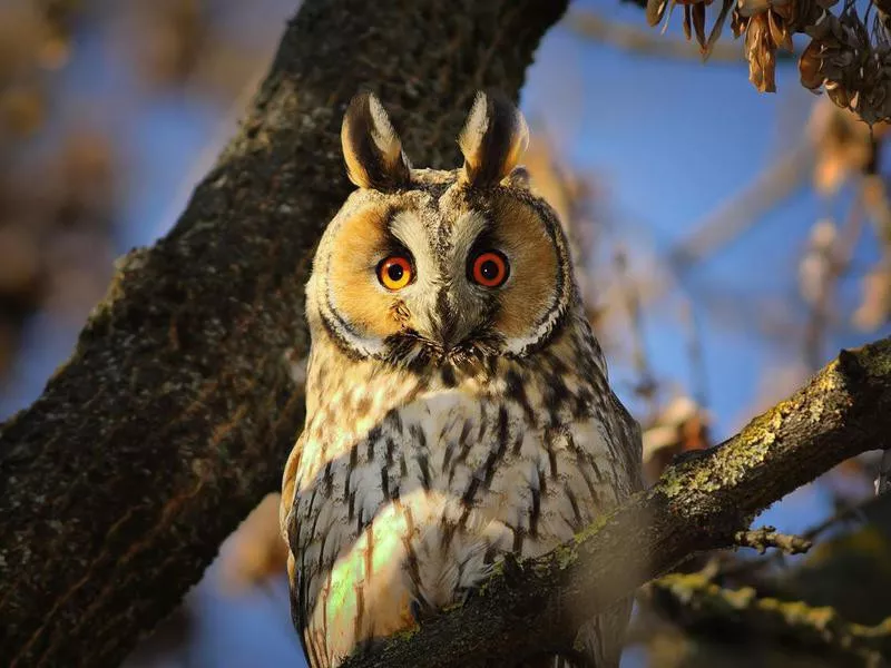 Long-eared owl