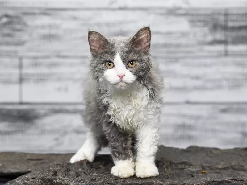 Curious Selkirk Rex Cat