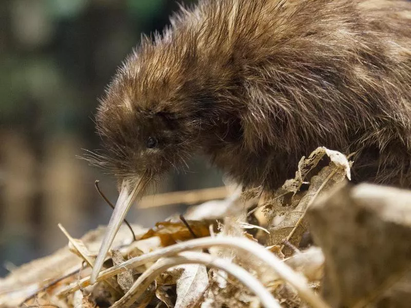 Kiwi making a nest