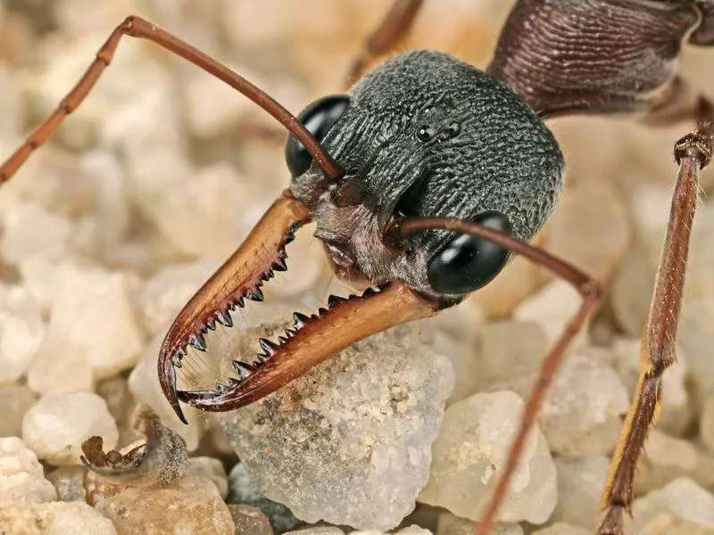 Bull Ant Portrait