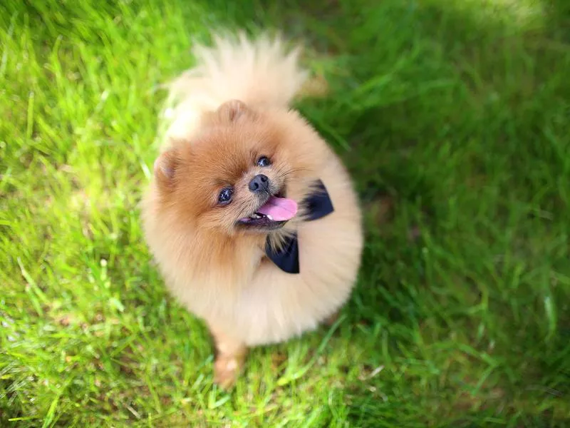 Pomeranian