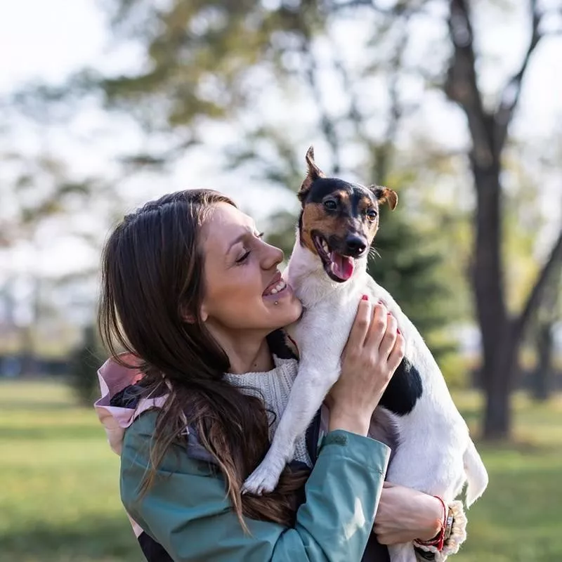 Russell Terrier