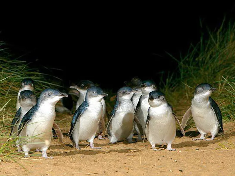 Phillip Island Penguin