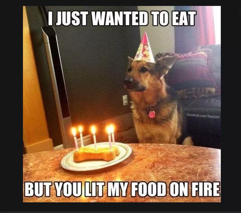 Birthday dog