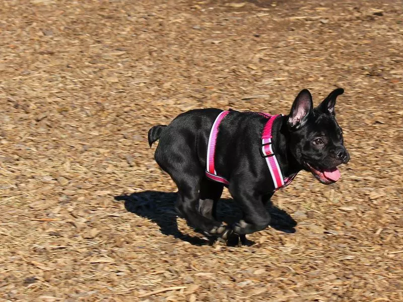 Shawnee Mission Park Dog Off-Leash Area