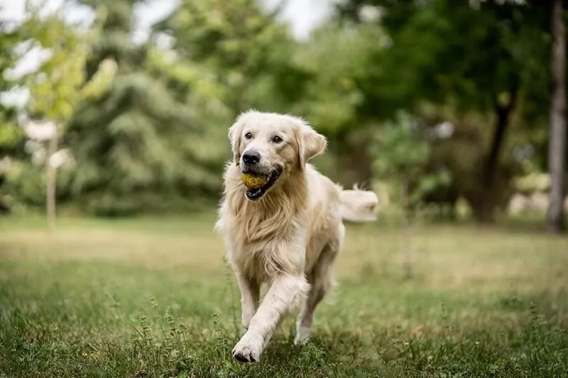 Golden Retriever