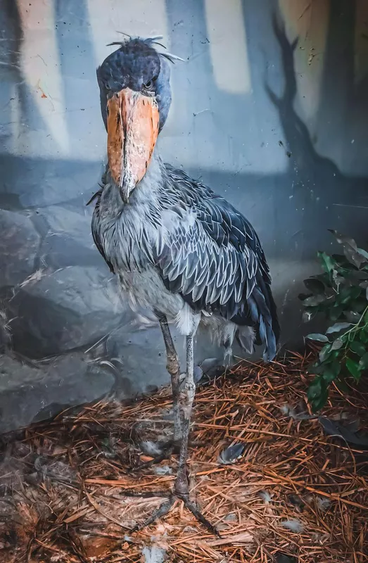 Shoebill in enclosure