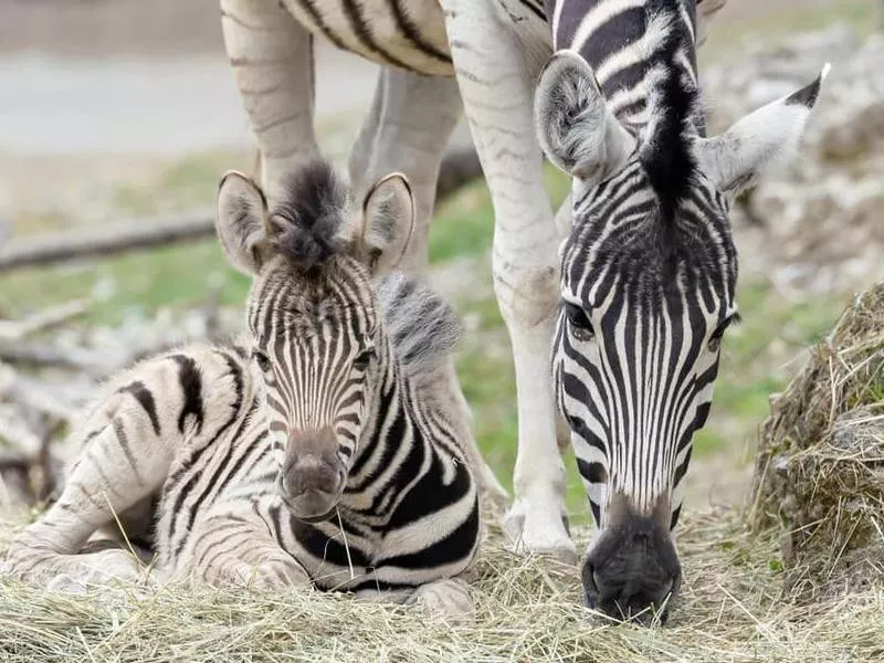 Zebras at Tiergarten Schonbrunn (or Vienna Zoo)