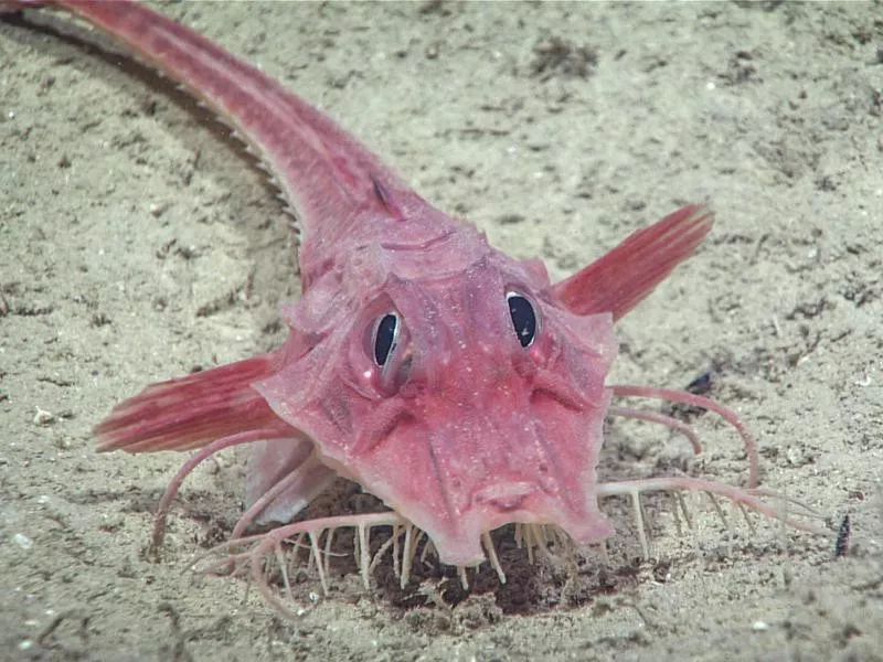 Scary Sea Creatures Armored Sea Robins