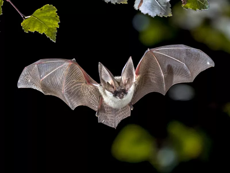 Flying Grey long eared bat in forest