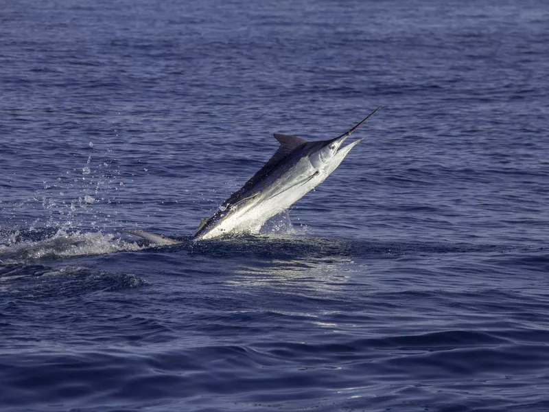 Black marlin jumps in calm seas