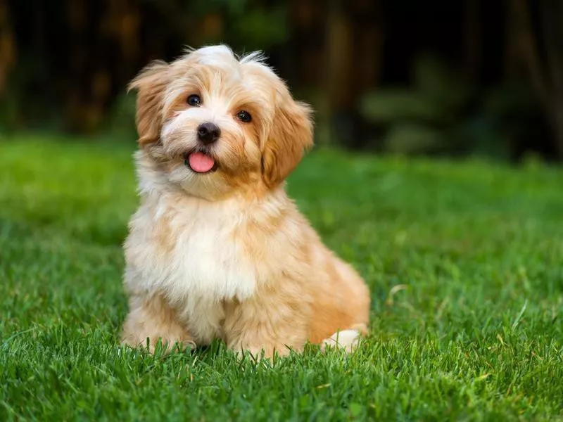 havanese