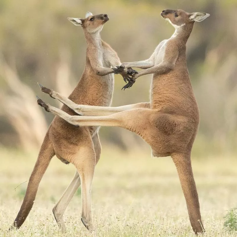 Western Grey Kangaroo