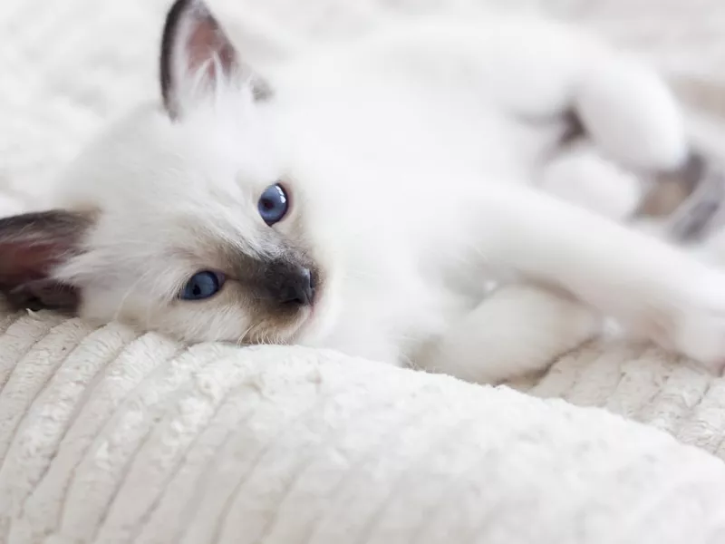 Birman kitten