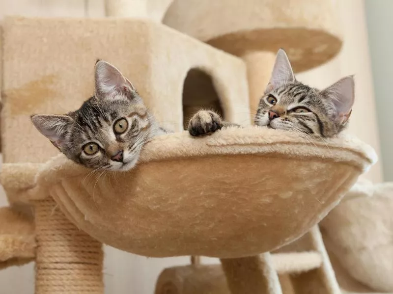 Two kittens relaxing on a cat tree