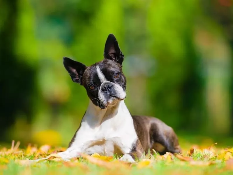 Boston terrier