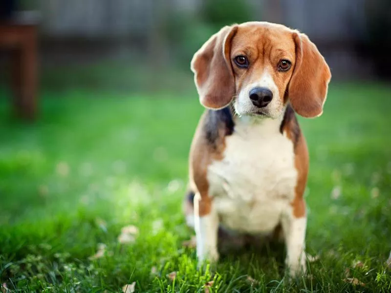 beagle