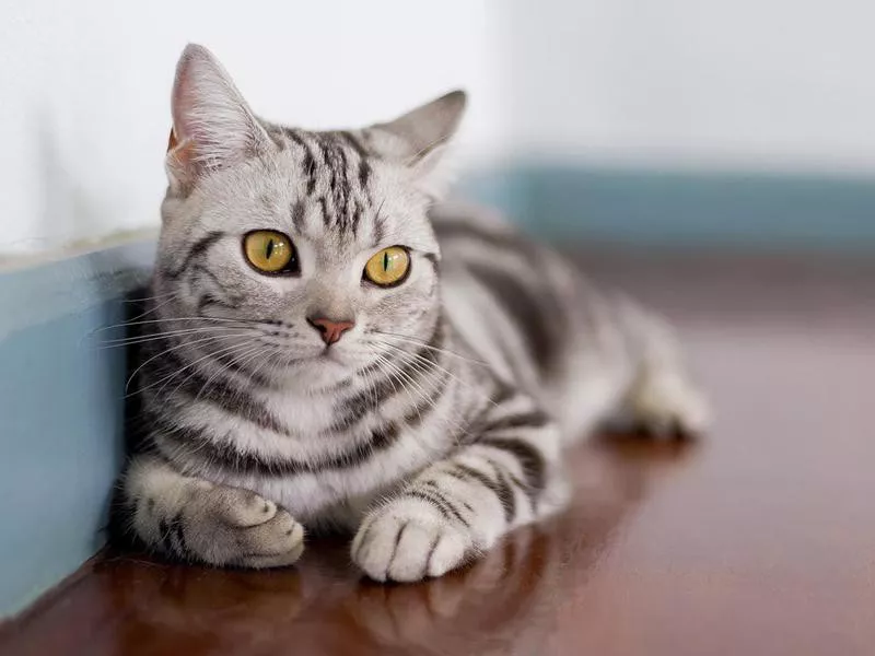 American Shorthair Cat In Room