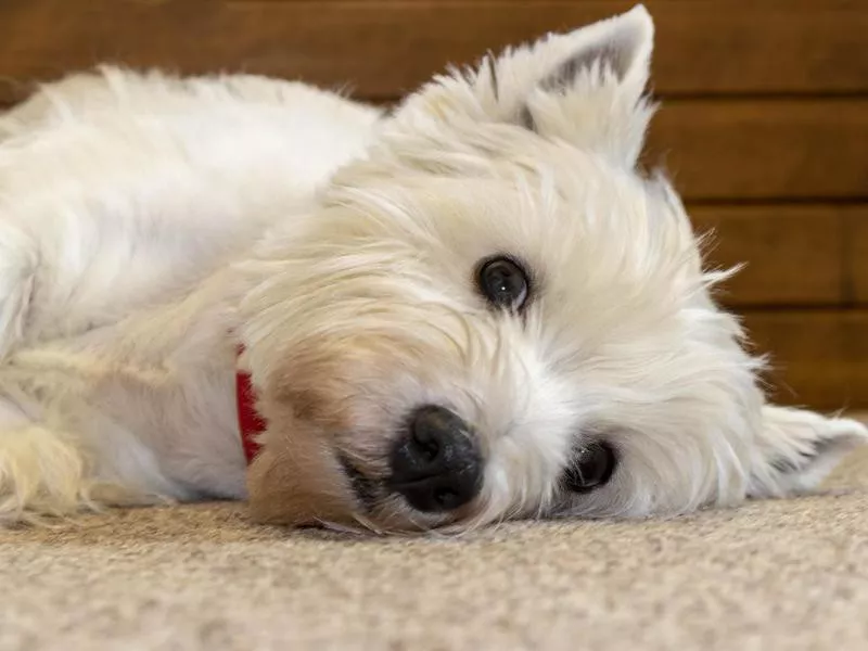 West highland white Terrier lying on the carpet. Close up.