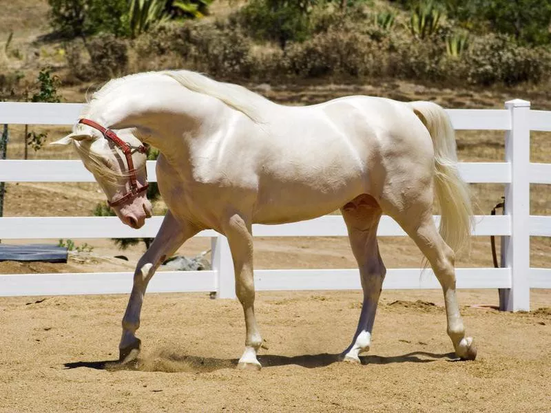 Cremello Tennessee Walker