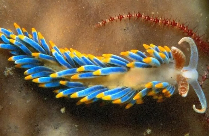 nudibranch