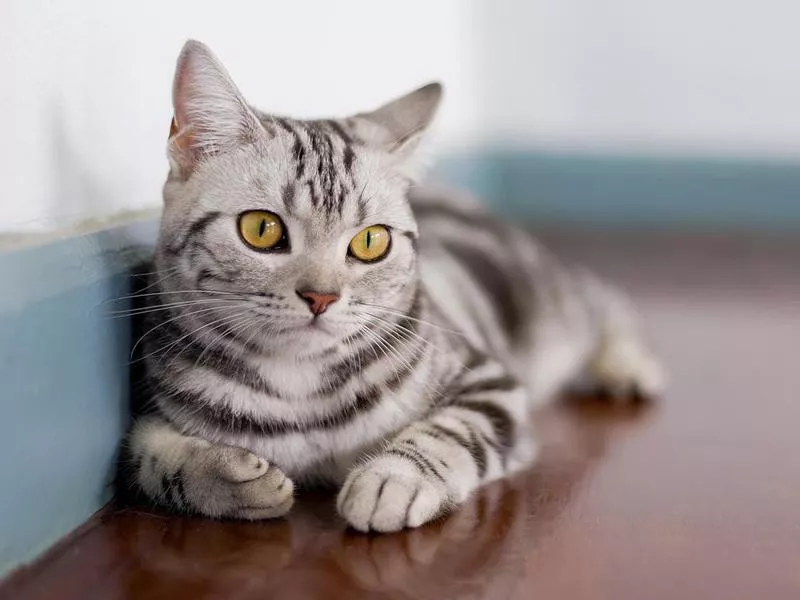 American Shorthair Cat In Room