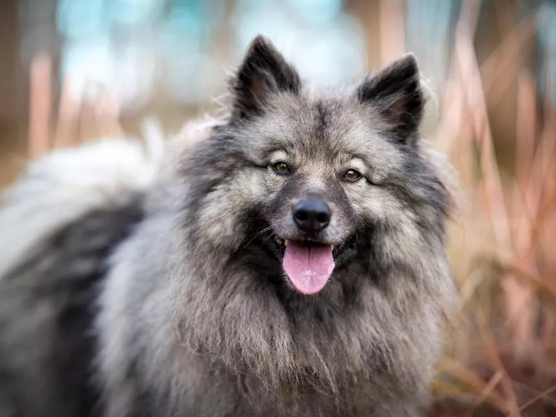 Keeshond