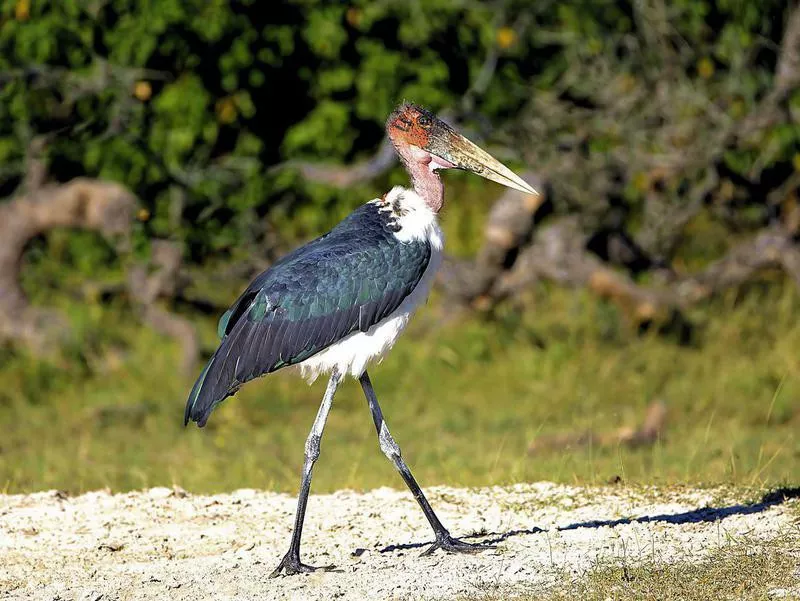 Marabou Stork