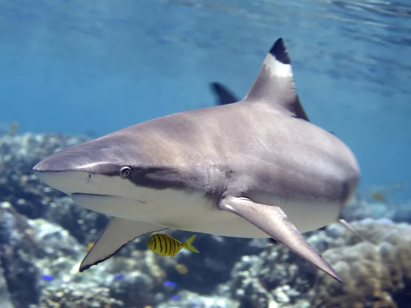 Blacktip Reef Shark swimming over Coral Reef