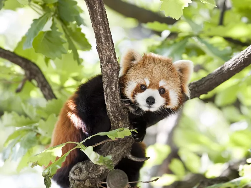 Red Panda