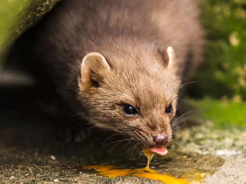 Pine Marten eats egg in forest