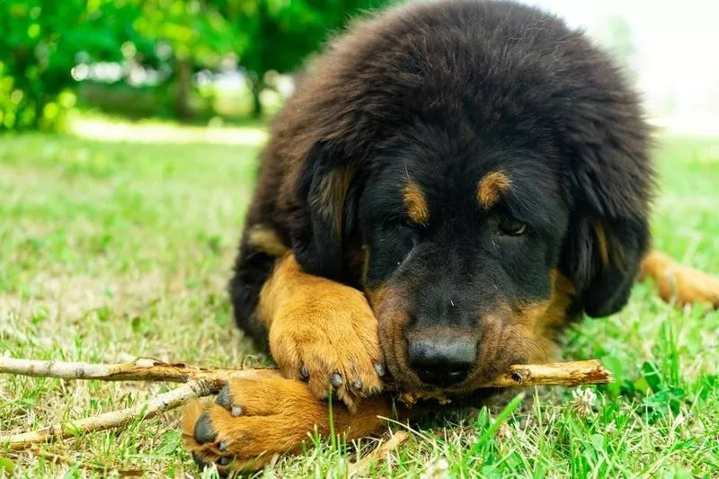 Tibetan Mastiff