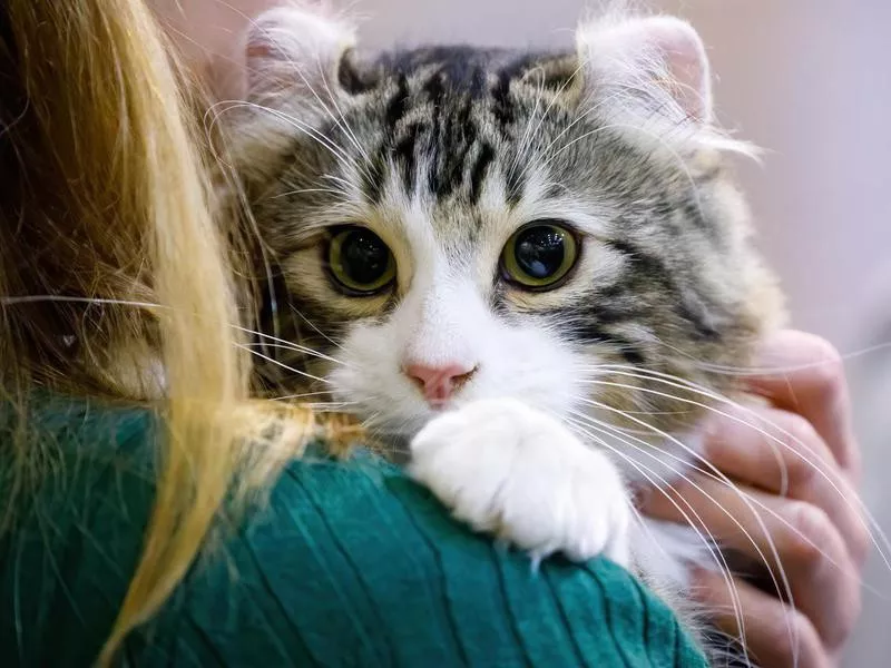 American Curl cat