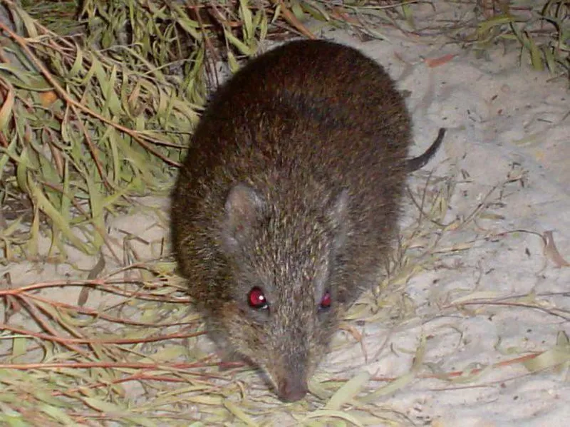 Gilbert’s Potoroo