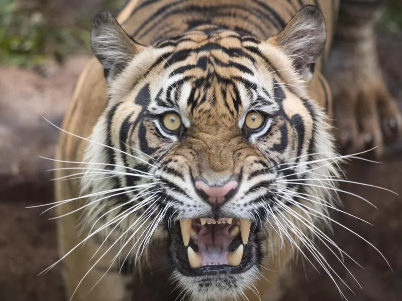 Sumatran Tiger