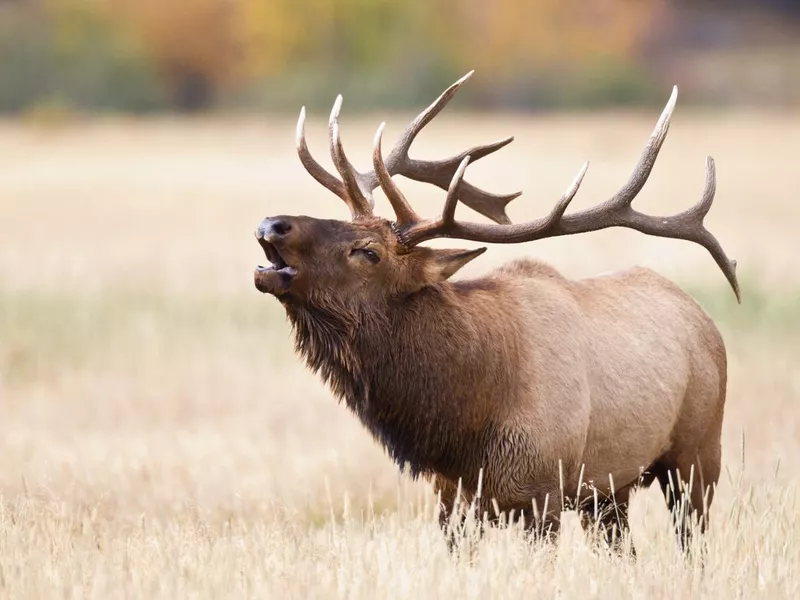 Elk bugling