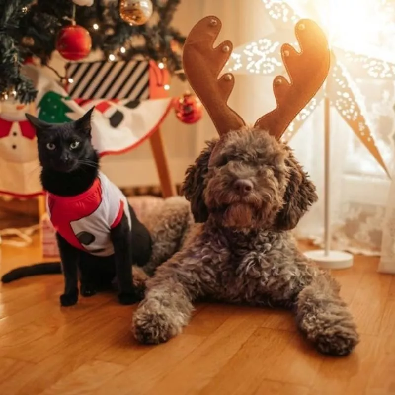 Dog and cat dressed up