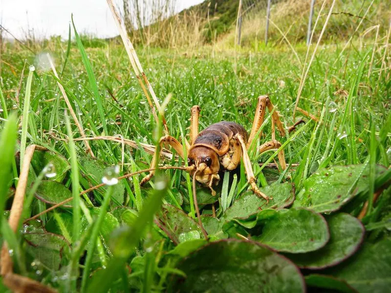 Giant Weta